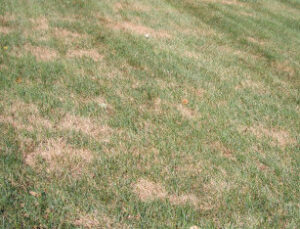 Dry Grass Infected with Lawn Grubs