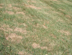 Dry Grass Infected with Lawn Grubs