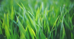 curb-appeal-grass-lawn