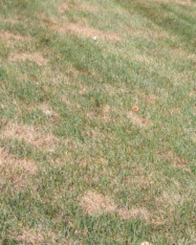 Dry Grass Infected with Lawn Grubs